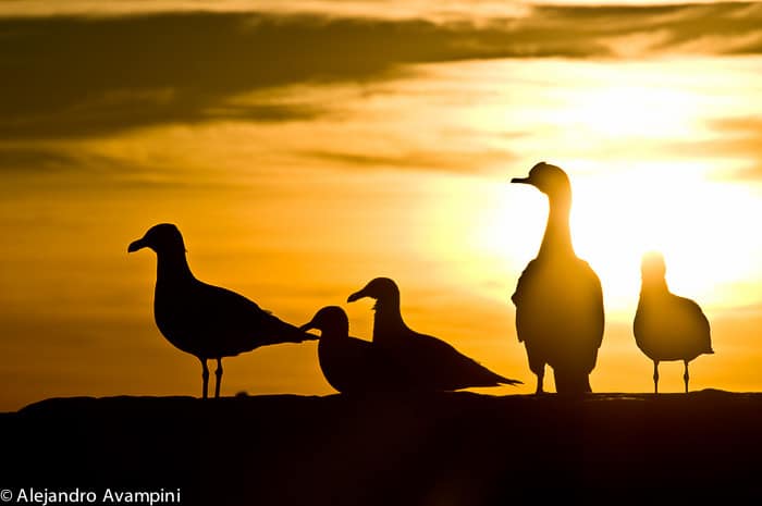 Birds Island Penisula Valdes