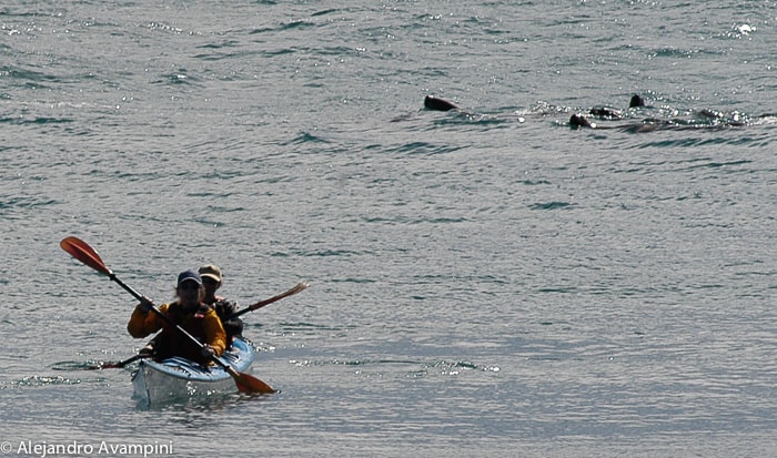 3 Tage zwischen Walen in Kajaks und Seelöwen