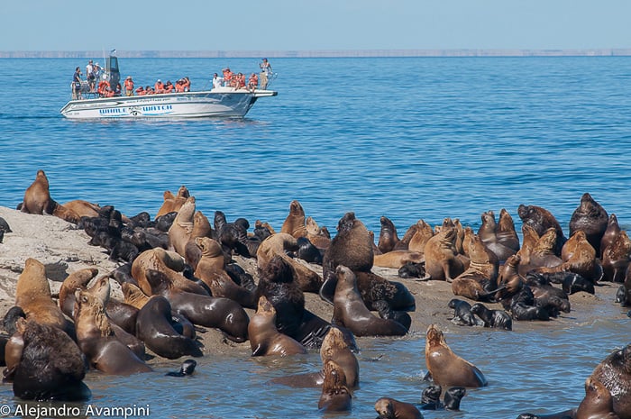 grande densité d'otaries