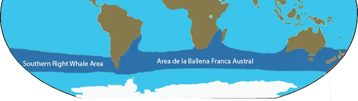 O mapa anual de migração da baleia franca Peninsula Valdes Patagônia Argentina O mapa anual de migração da baleia franca