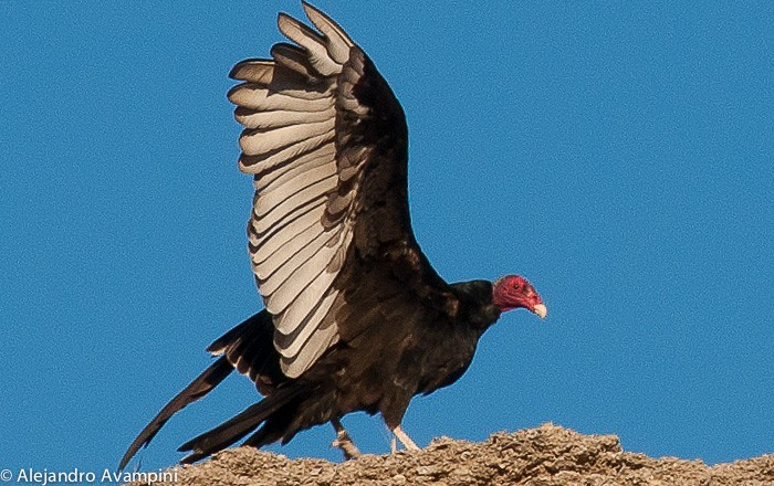 Urubu à tête rouge