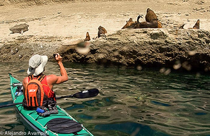 Kayak en Peninsula Valdes - Canoe sea lions colony