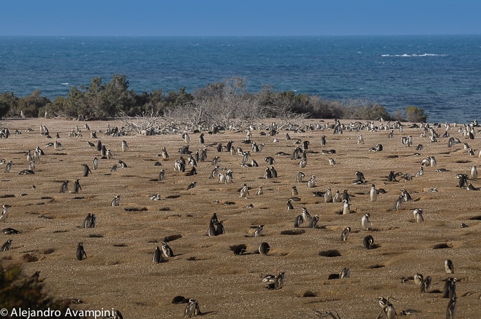 Colônia de pingüins de Punta Tombo Patagônia Argentina
