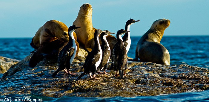 Sea Lion in Peninsula Valdes