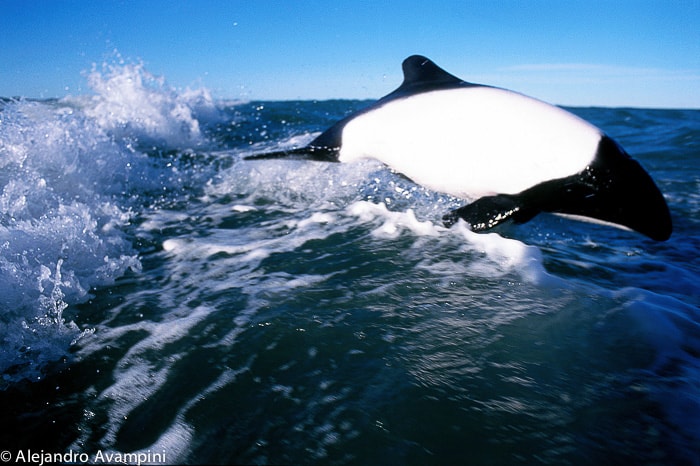 commerson dolphin - Union beach Chubut