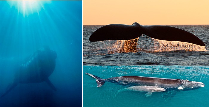ballenas en peninsula valdes avistaje en patagonia argentina