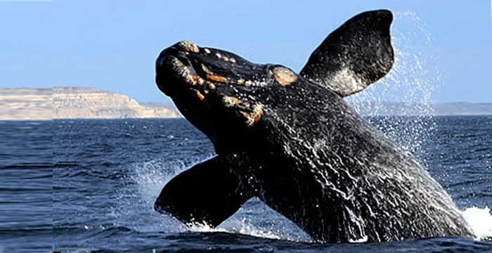southern right whale baby jump in Puerto Piramides Bay Peninsula Valdes southern right whale baby jump in Puerto Piramides Bay Peninsula Valdes