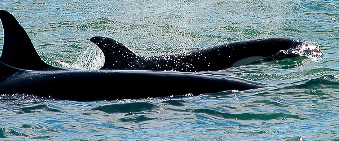 orcas en punta norte Peninsula Valdes