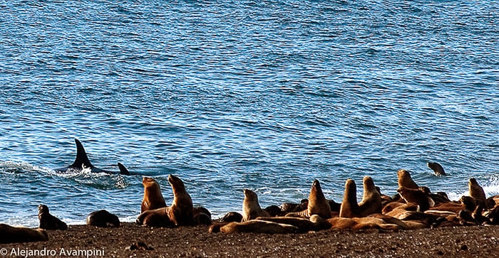 Orcas en la lobelia de Punta Norte