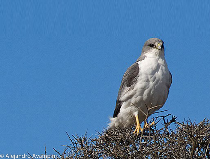 Variable Hawk