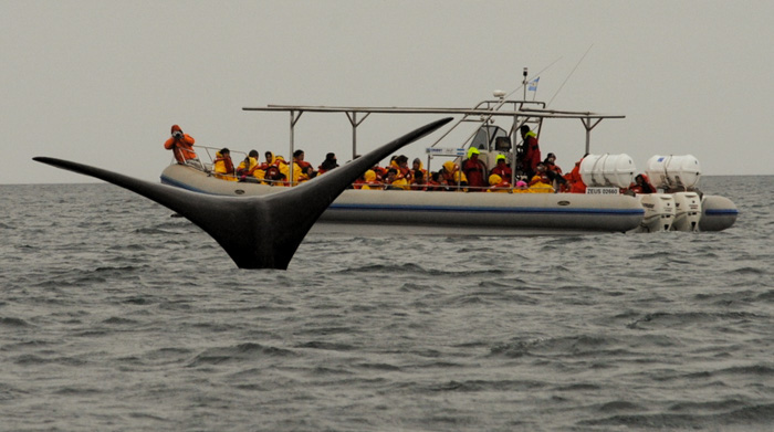 Naissance de Whale