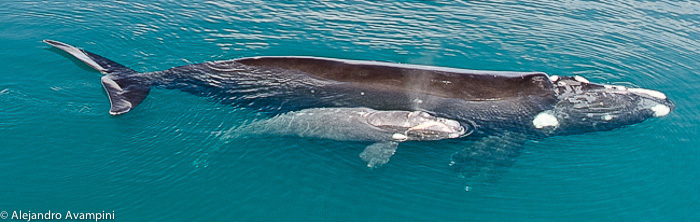 Wal mit ihrem Kalb auf der Halbinsel Valdes