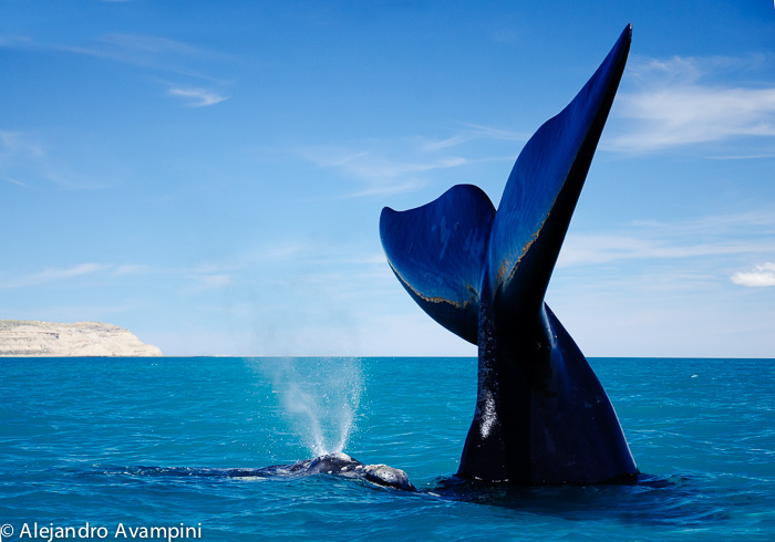 La respiration d'un baleineau avec sa mère