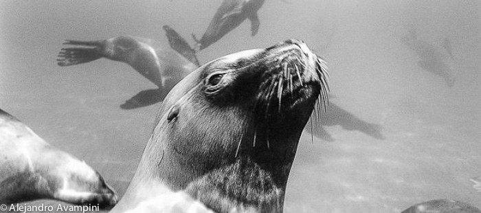  snorkeling with sea lions in Peninsula Valdes