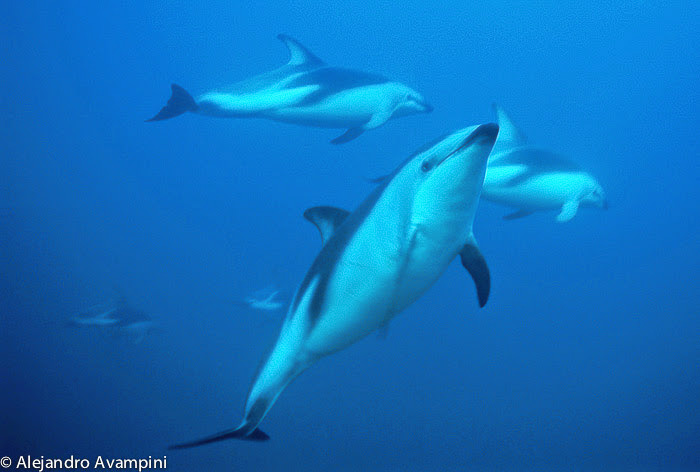 Düsterer Delphin in der Bucht von Puerto Piramides