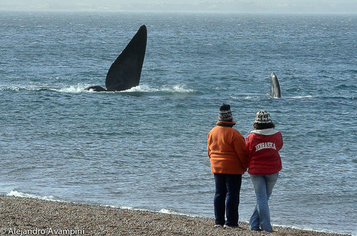Avistagem de baleia da costa 