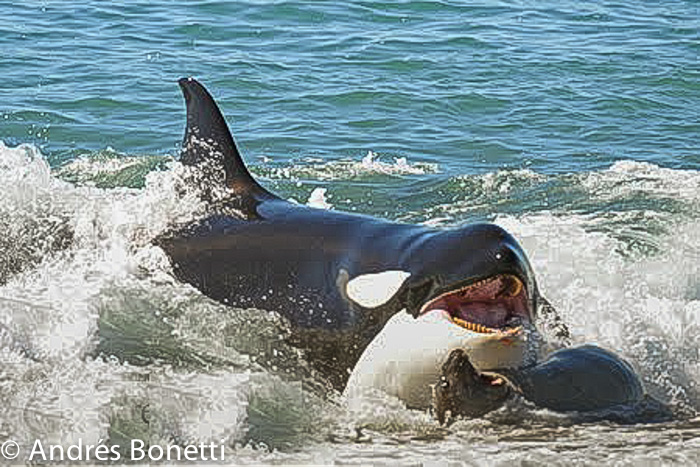 Orca ataca a elefante marino Caleta valdes