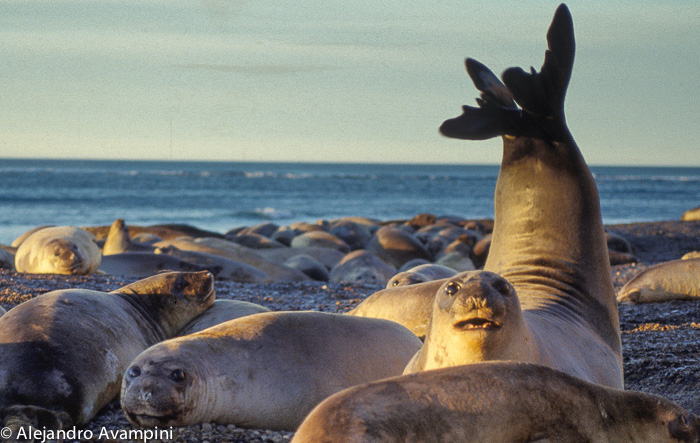 Elephant seals colony in Punta Ninfas