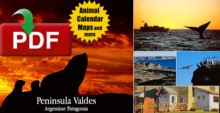 Calendar map Peninsula Valdes Fauna