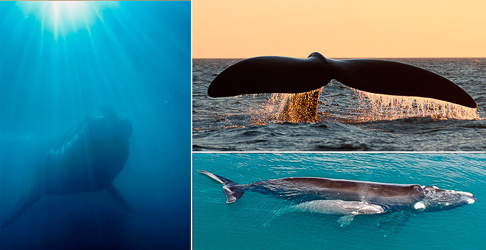 Jaarlijkse migratie van de juiste walvis