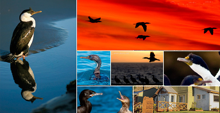 l'île aux oiseaux dans la Peninsule Valdés