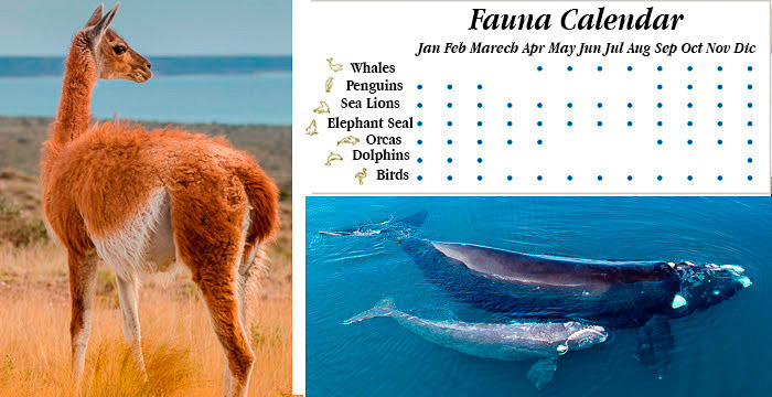 Fauna Calendar - Peninsula Valdes