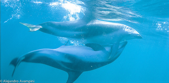 Compagnon de dauphin dans la péninsule de Valdés
