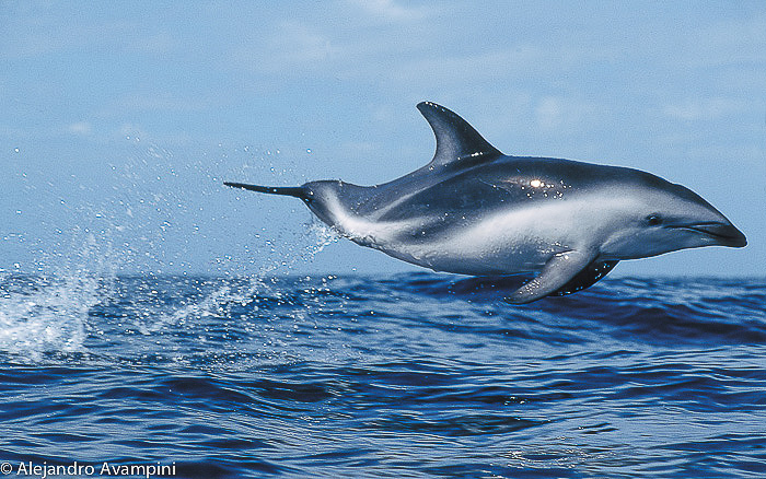 Delfin saltando en Peninsula Valdes