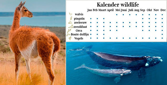 Kalender Wildlife Halbinsel Valdes