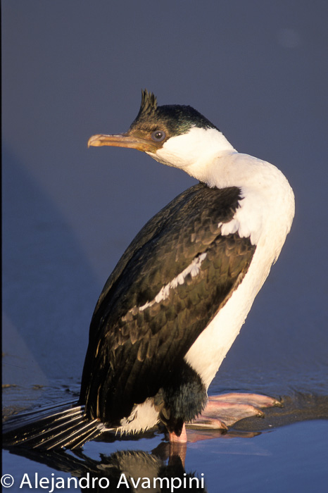 Imperial cormorant in Peninsula Valdes