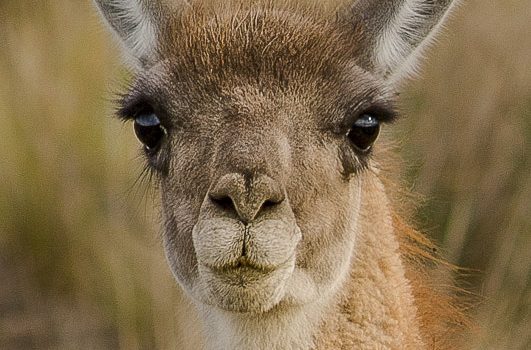 Lama, Vigogne, Alpaga, Guanaco : camélidés en Argentine