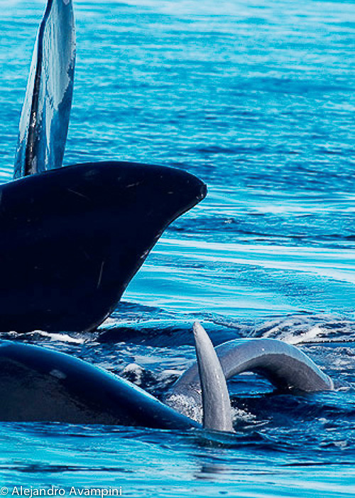 comportement des partenaires de baleine