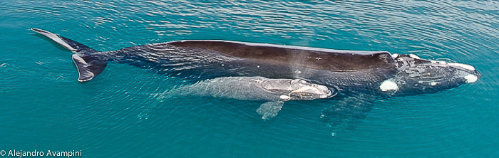 Baleine avec son veau dans la Peninsule Valdés