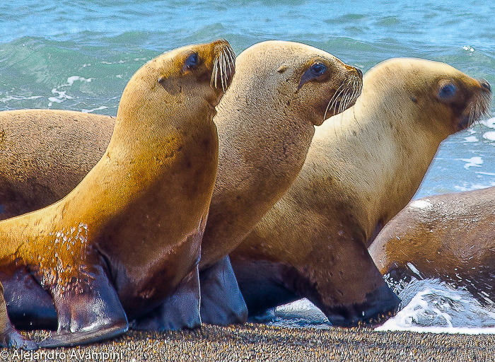 sea lions pups walking through the breaker zone of Punta Norte Peninsula Valdes
