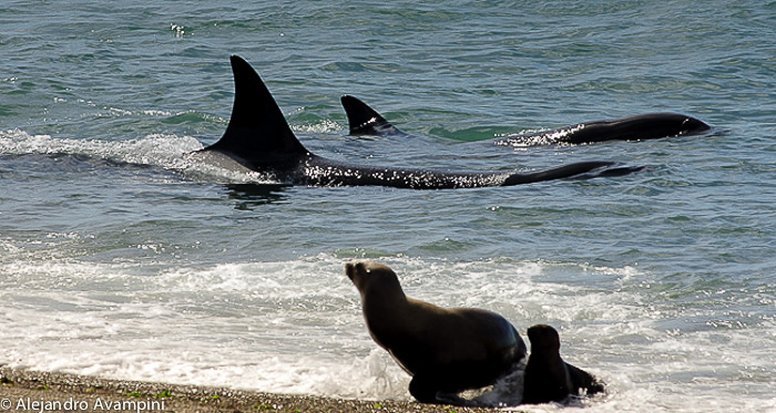 Los lobos marinos en la rompiente con las orcas