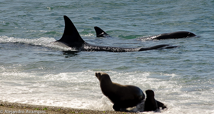 Sea lions in the waves breaking with orcas