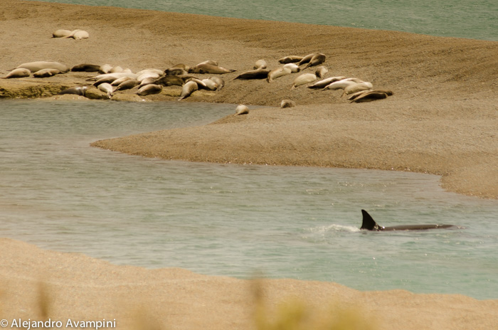 Caleta Valdes: Orca near a colony of elephant seals.