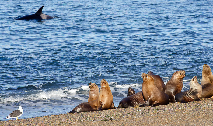 orca attack channel in Peninsula Valdes