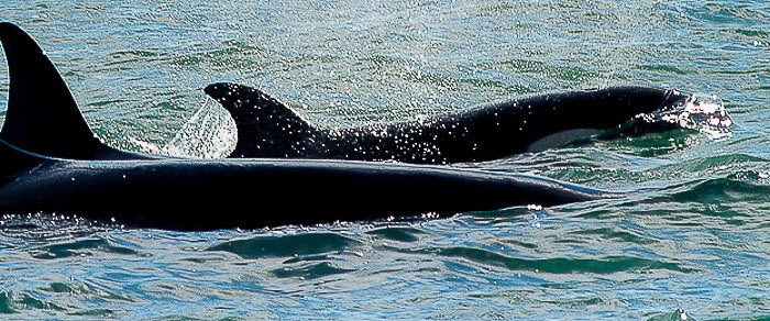 Family of orcas patrolling the colony of sea lions of Punta Norte