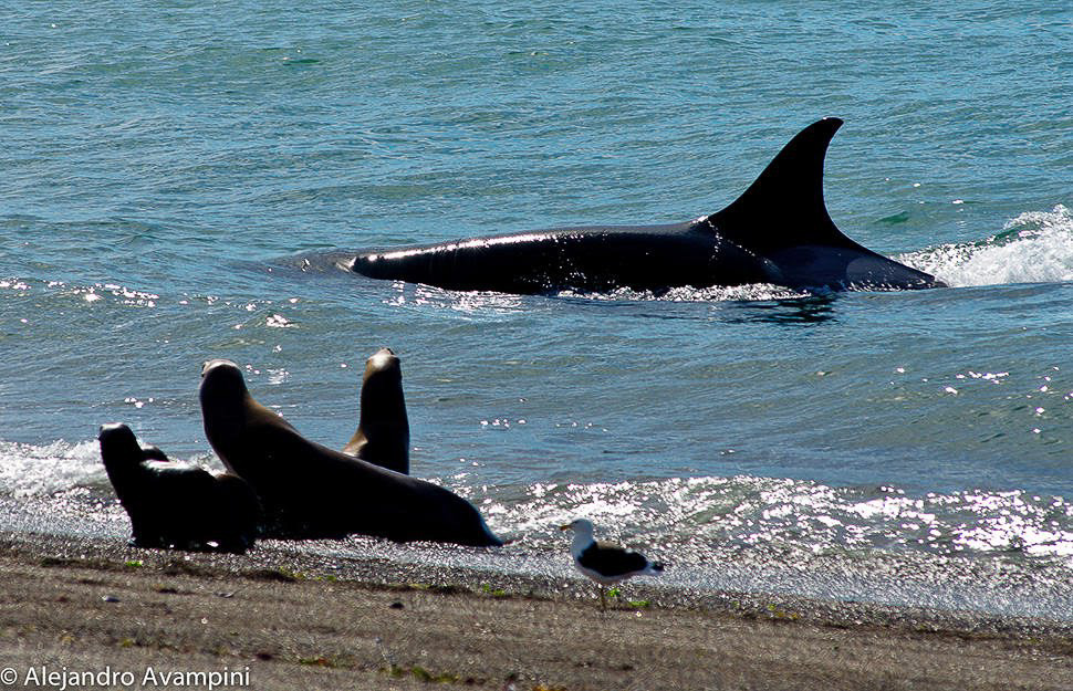 Orca attack in Punta Norte sea lions colony