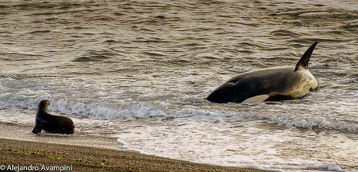 Schwertwal auf Seelöwenbaby.