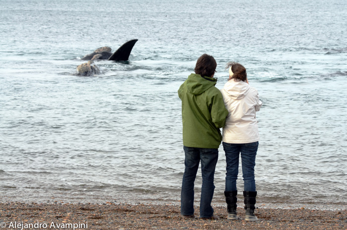 Whale watching in El Doradillo Beach of Puerto Madryn