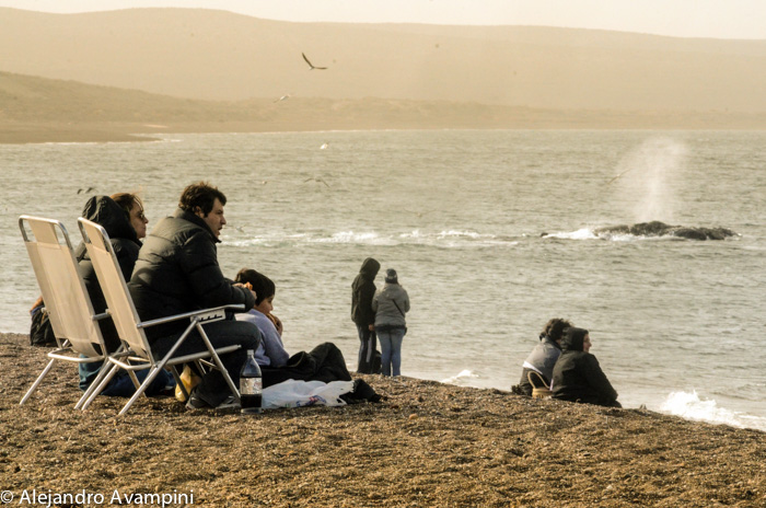 Whale watching in El Doradillo Beach of Puerto Madryn