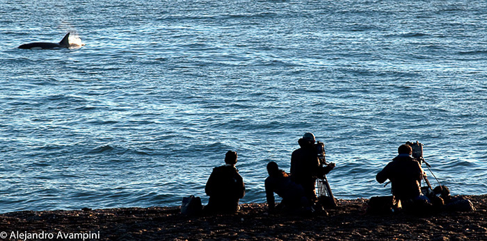 Orka's in Valdes schiereiland Patagonië Argentinië