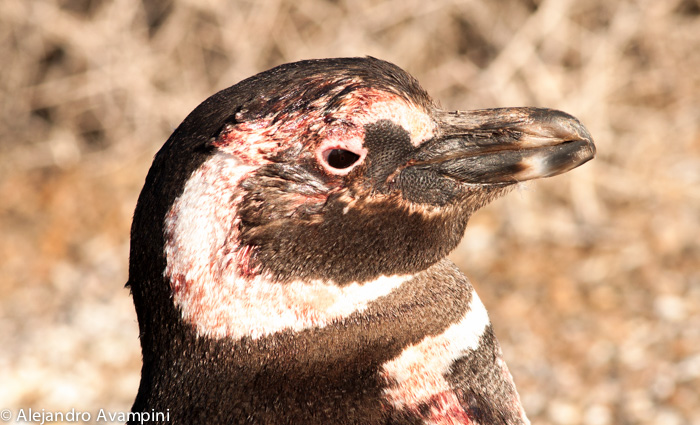 Penguin na een gevecht in Peninsula Valdes
