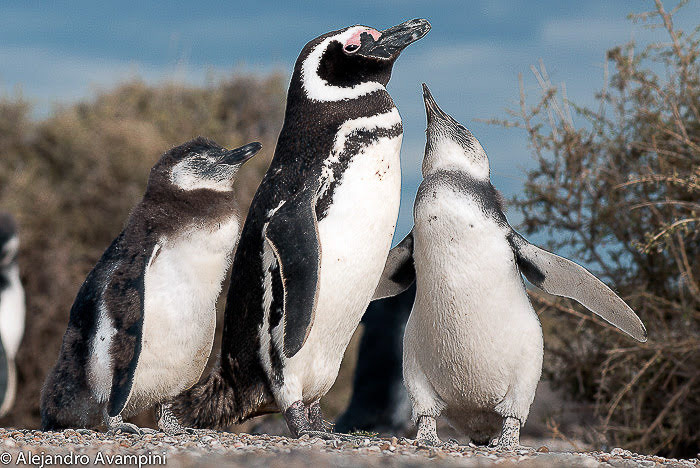 Pinguins pedindo comida a seu pai