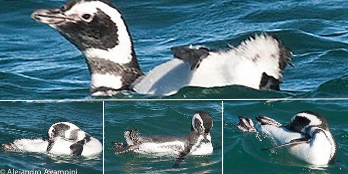 Pourquoi nous confondons Pingouin et Manchot ? - Institut océanographique