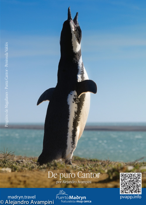 Pinguin canta en Punta Cantor Caleta Valdes