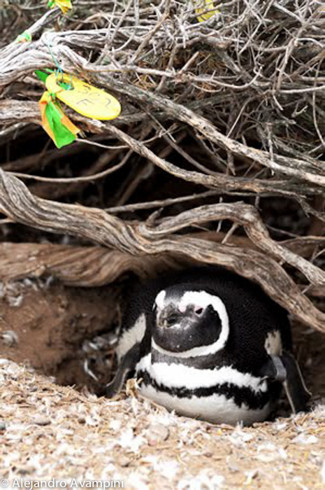 Punta Tombo cientificos pingüinos