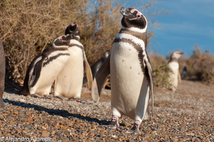 colônia de pingüins na Península Valdés